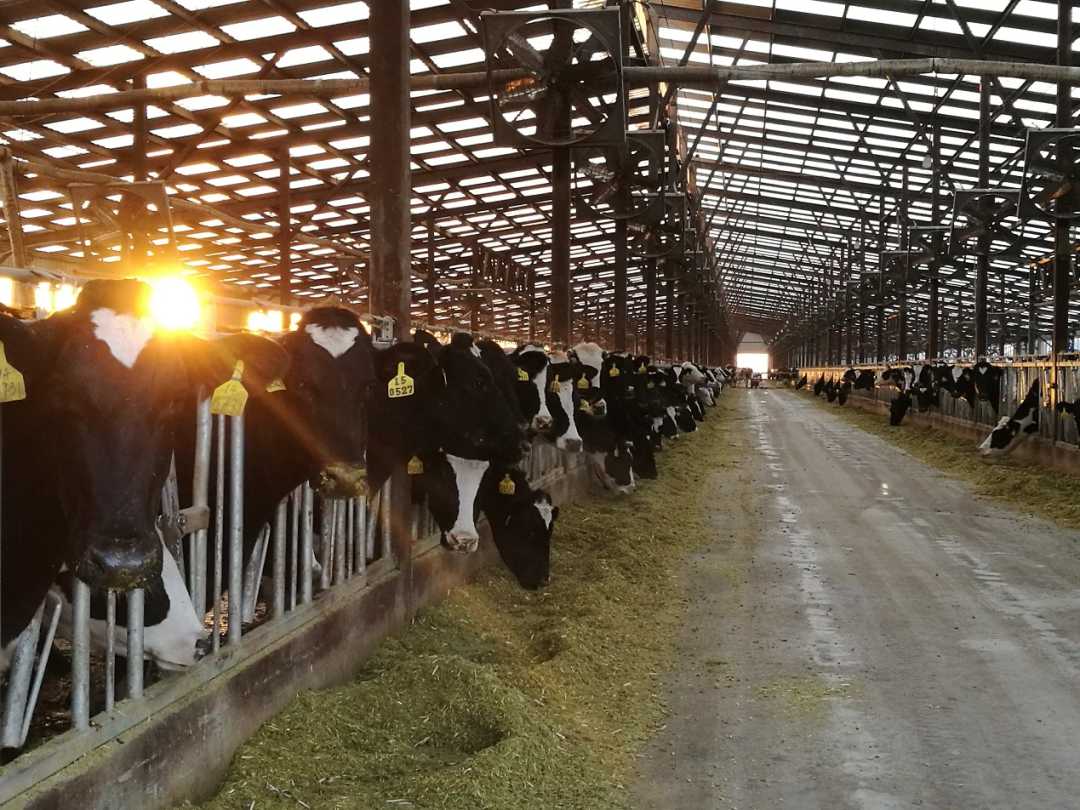 內(nèi)蒙古推進(jìn)“秸稈變?nèi)狻?，秸稈飼料化?jié)糧800萬噸賦能畜牧飼料技術(shù)開發(fā)